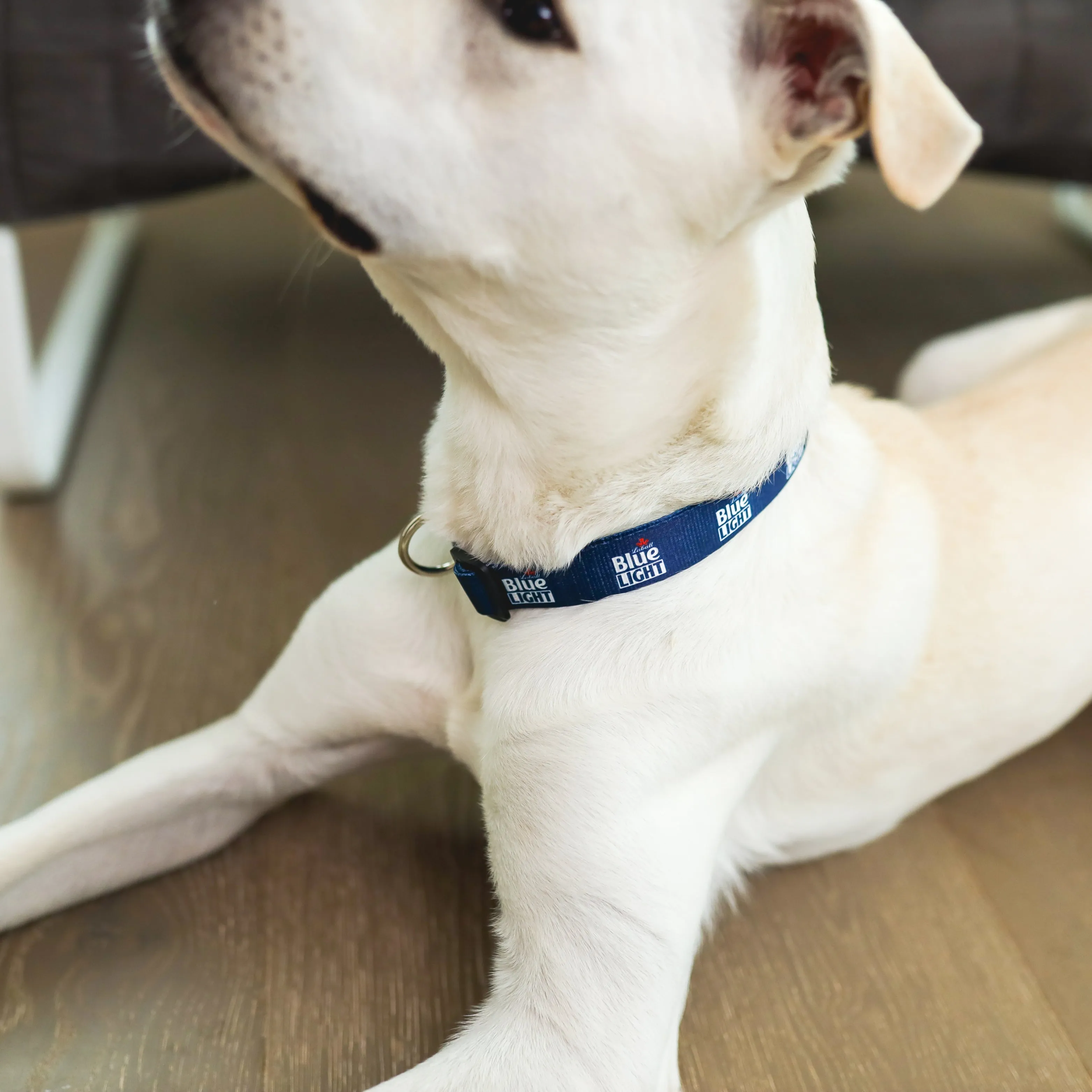 Labatt Blue Light Pet Collar