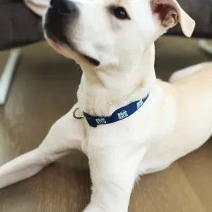 Labatt Blue Light Pet Collar