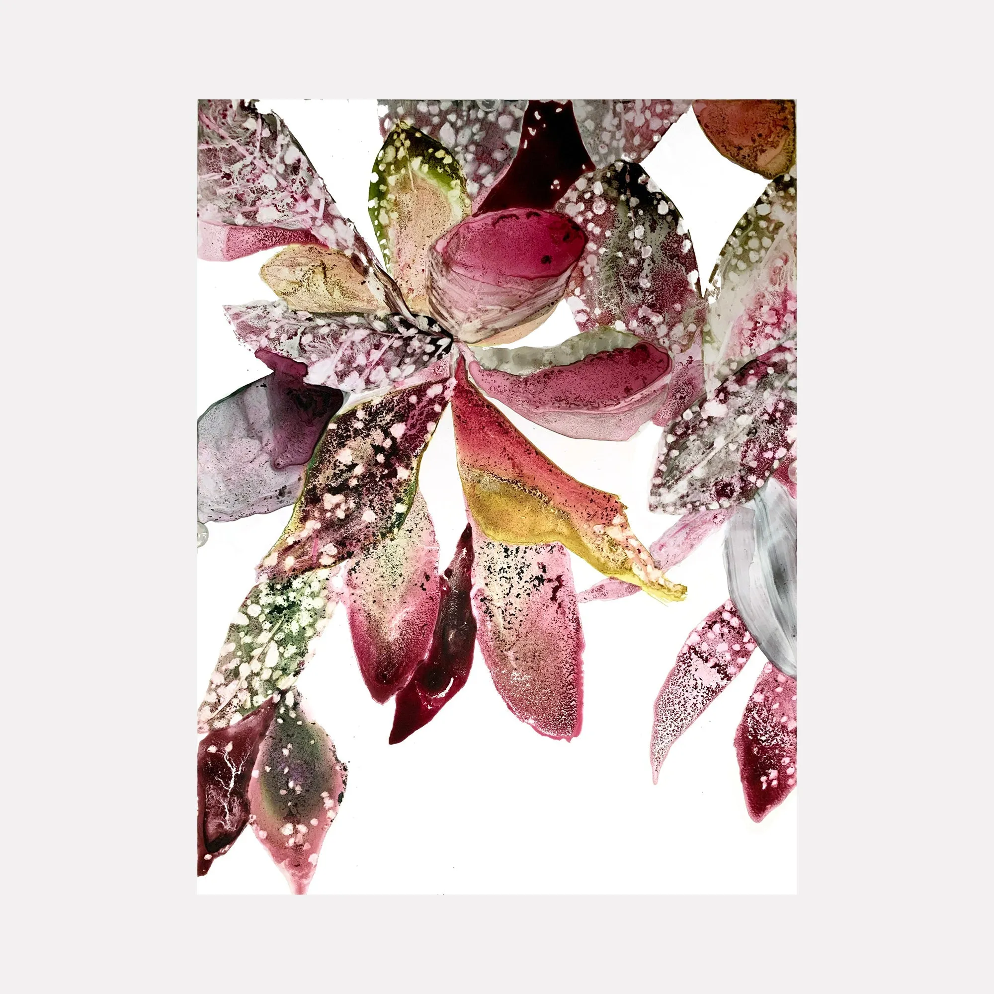 Splash Plant